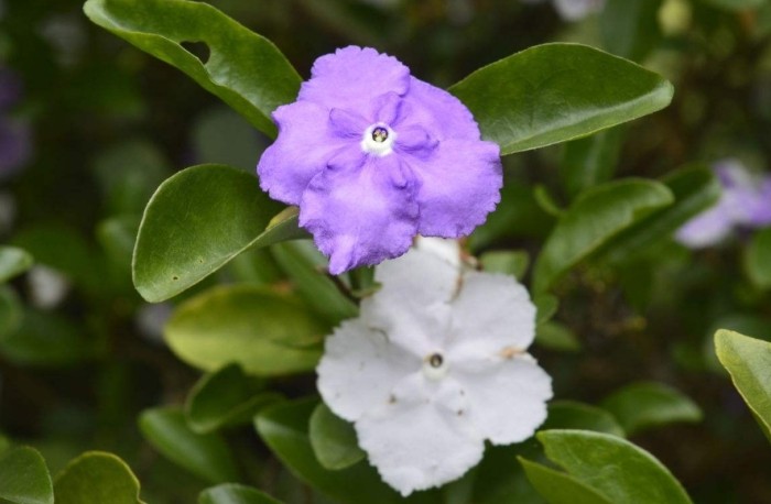茉莉花施肥