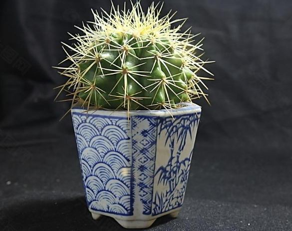 仙人球種植