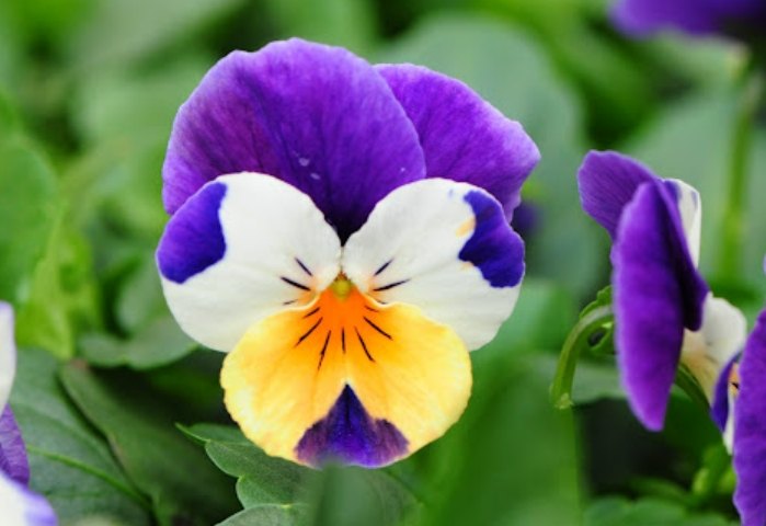 三色堇花期 三色堇花期