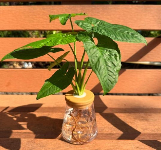合果芋
