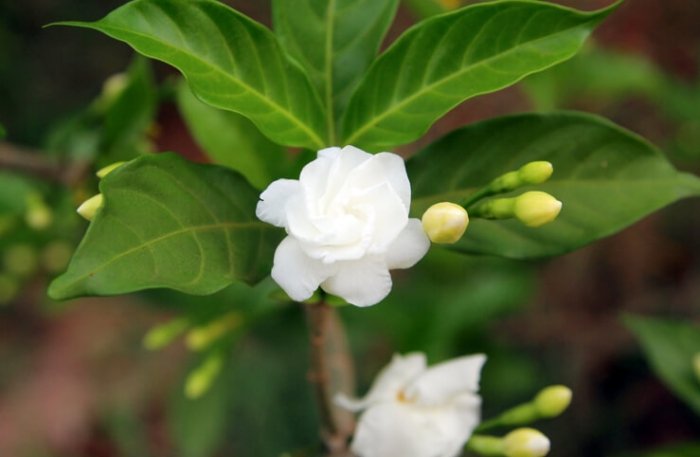 茉莉花盆栽種植