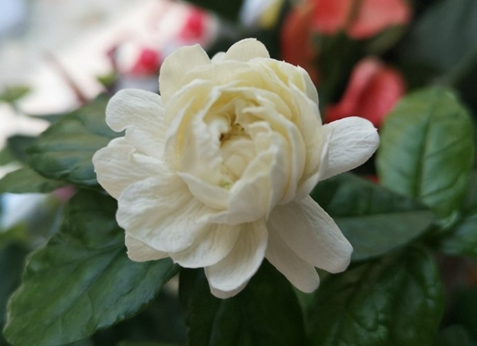 茉莉花種植禁忌 茉莉花種植禁忌