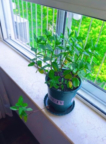 薄荷