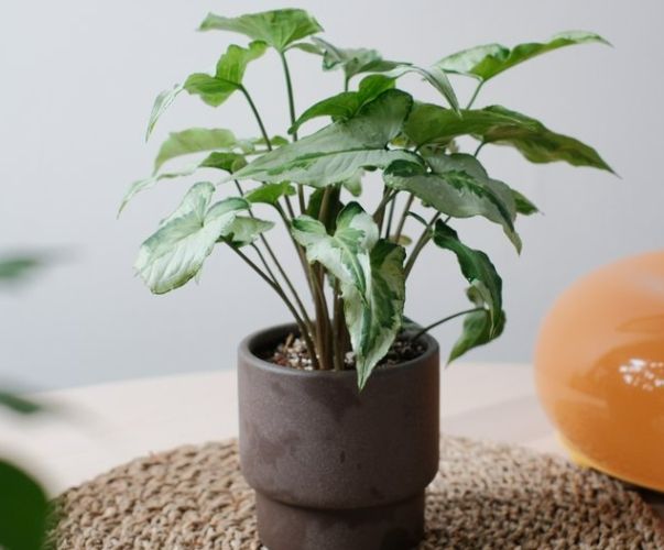合果芋種植