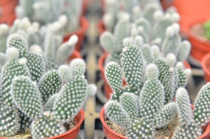 仙人掌種植方法