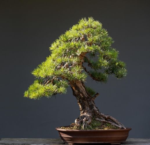 松樹風水 松樹風水