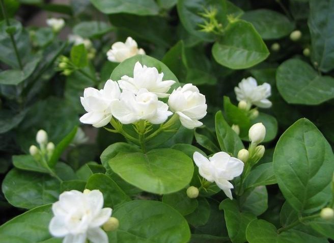 茉莉花種植技巧