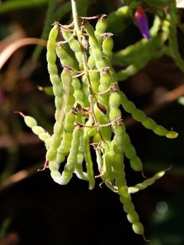 山螞蝗植物介紹 山螞蝗植物介紹