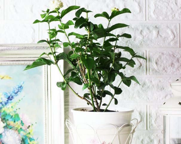 茉莉花種植修剪