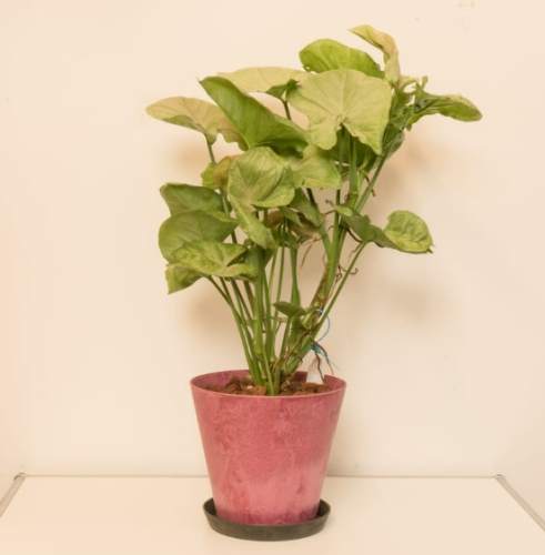 合果芋種植