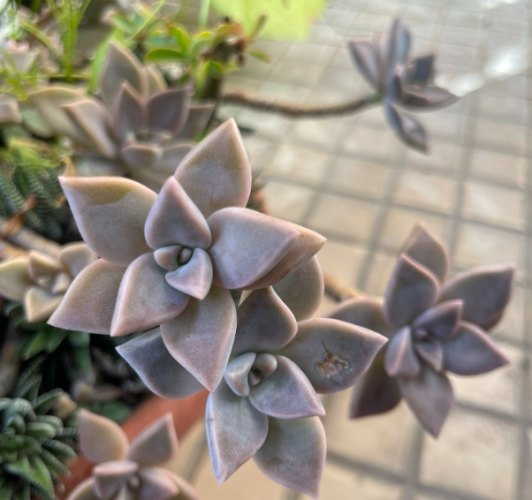 石蓮花種植