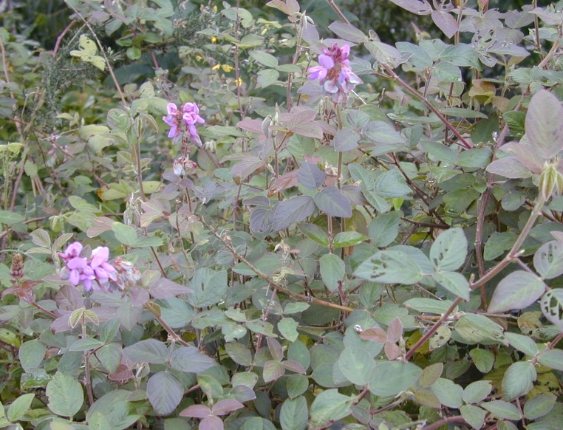山螞蝗植物介紹