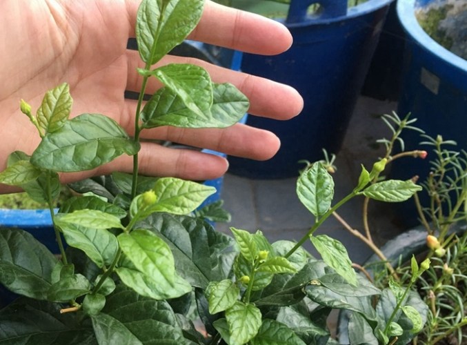 茉莉花種植技巧 茉莉花種植技巧