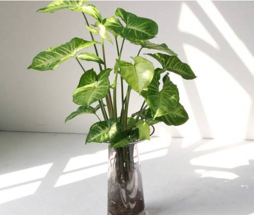 合果芋品種
