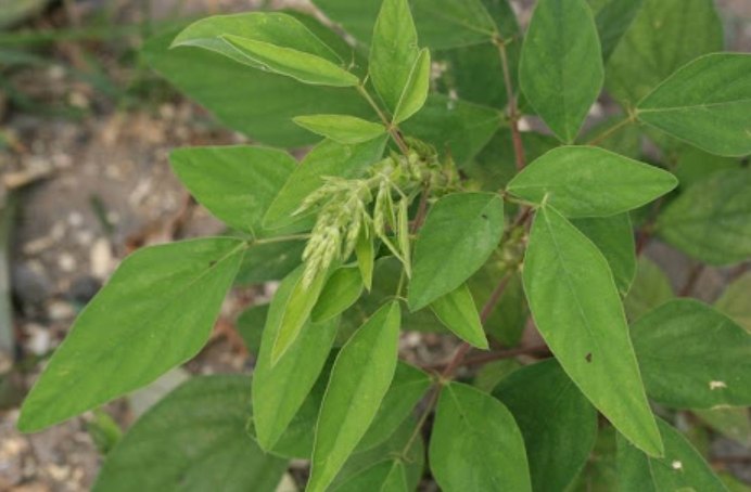 山螞蝗植物分類 山螞蝗植物分類