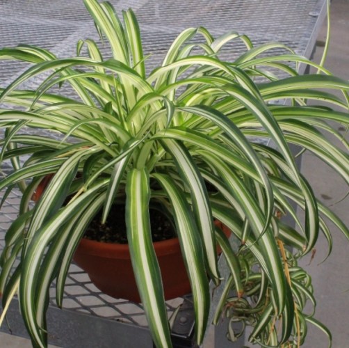如何種植吊蘭