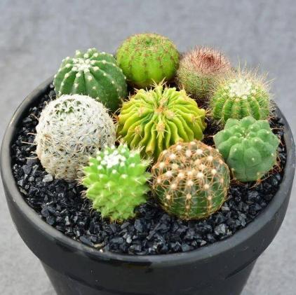 仙人掌種類