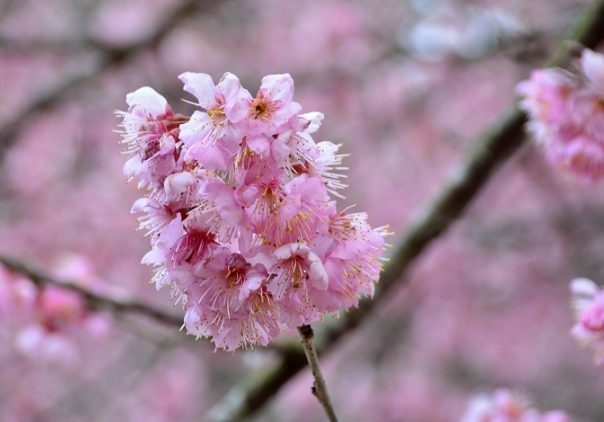合果芋花語