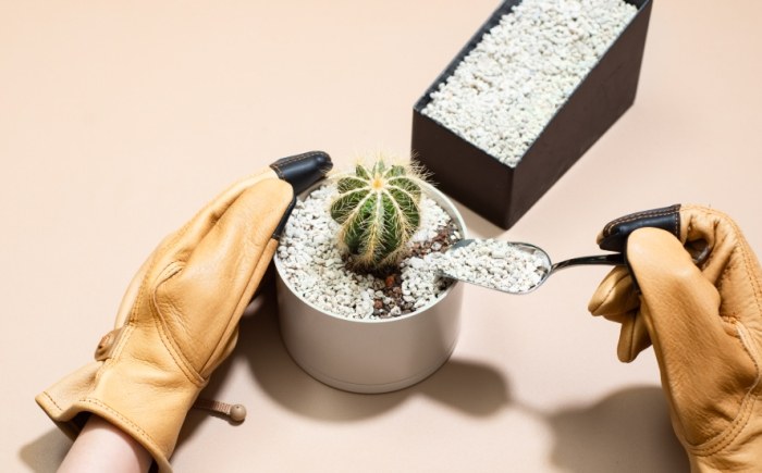 仙人掌種植注意事項