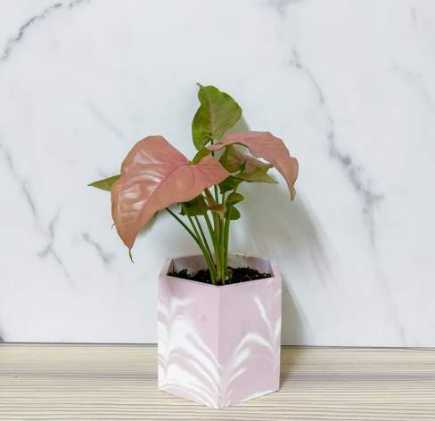 合果芋品種