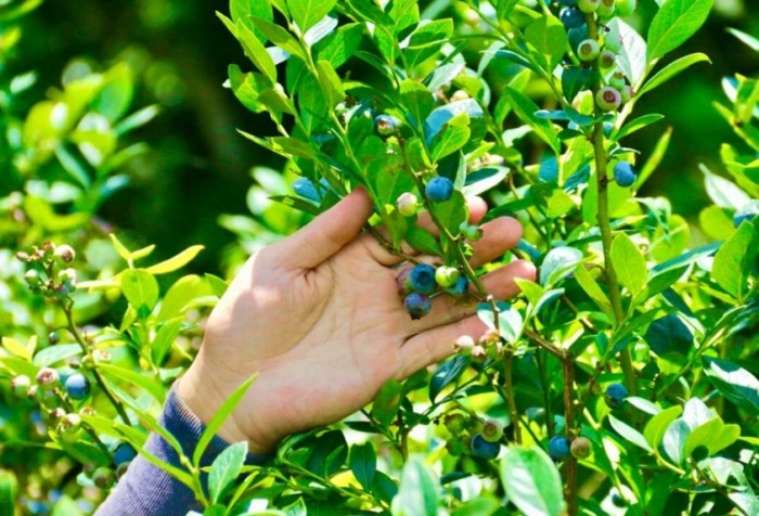 藍莓種植條件