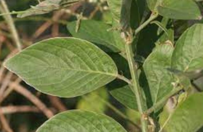 山螞蝗植物分類