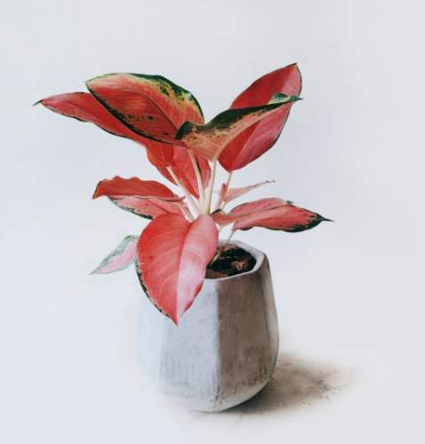 粗肋草花語 粗肋草花語