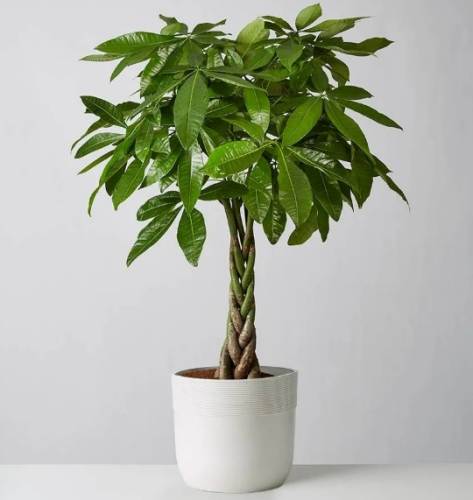 室內種植發財樹注意事項