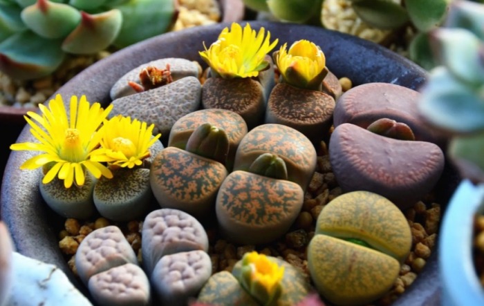 生石花怎麼養