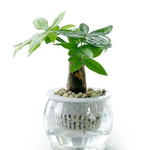 室內種植發財樹注意事項