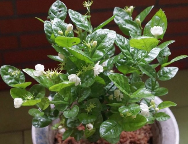 茉莉花盆栽種植