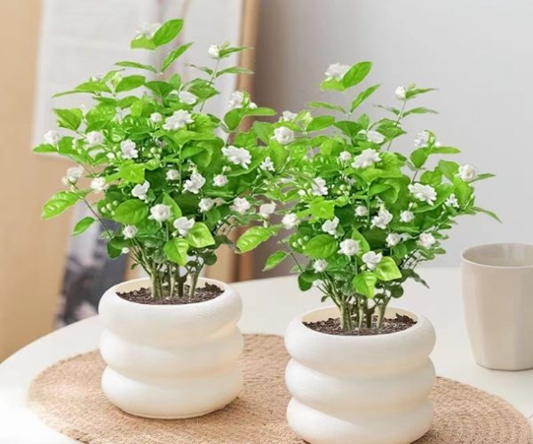 茉莉花品種介紹