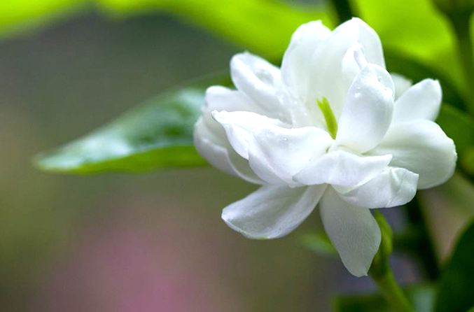茉莉花花期 茉莉花花期