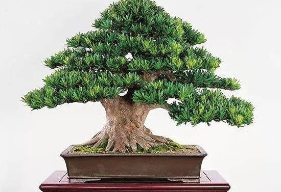松樹品種介紹