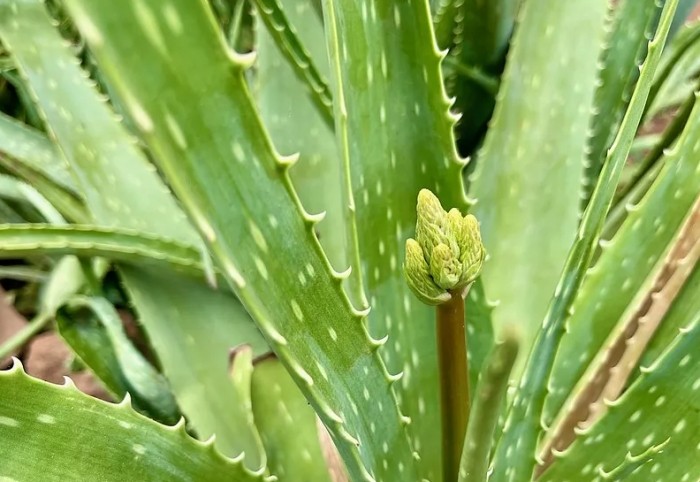 蘆薈
