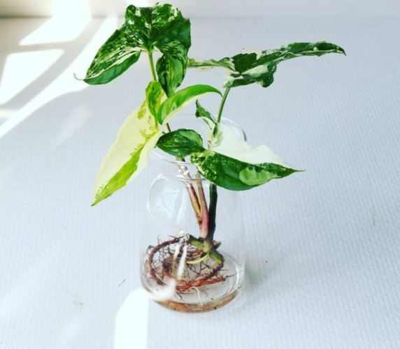 合果芋特徵
