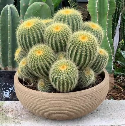 仙人球種植