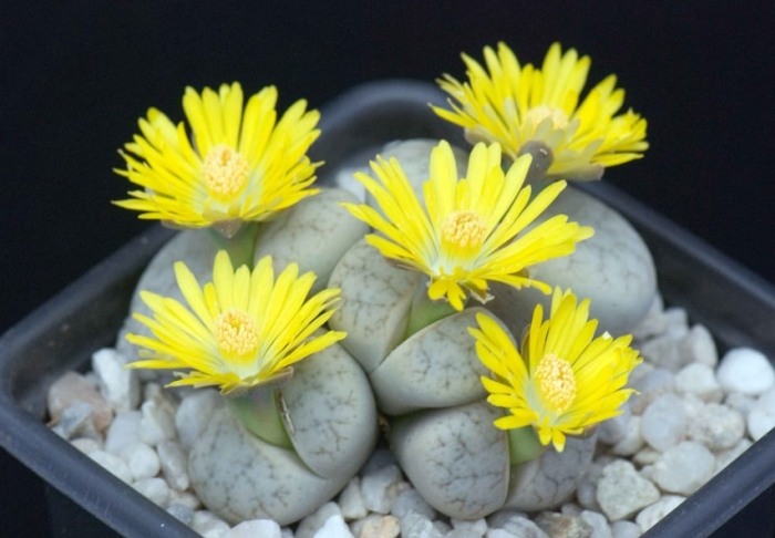 生石花多久開花 生石花多久開花
