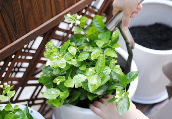 茉莉花種植方法