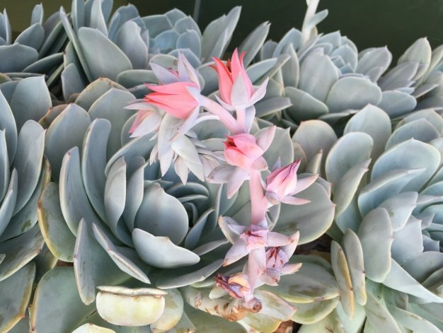 石蓮花照顧