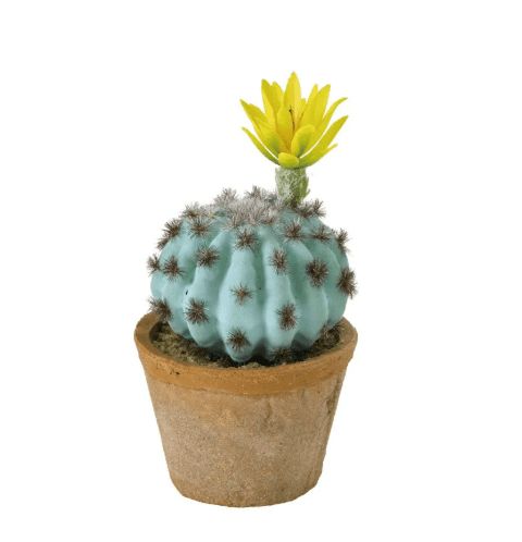 仙人掌怎麼種植