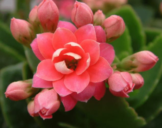 長壽花花語