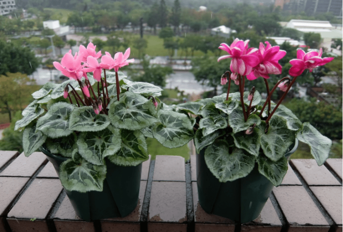 仙客來種植方法