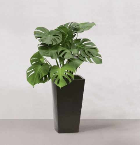 龜背芋怎麼種植