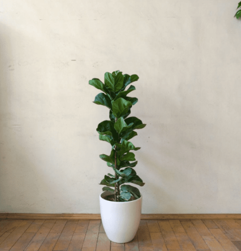 種植琴葉榕的好處