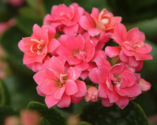 長壽花花期