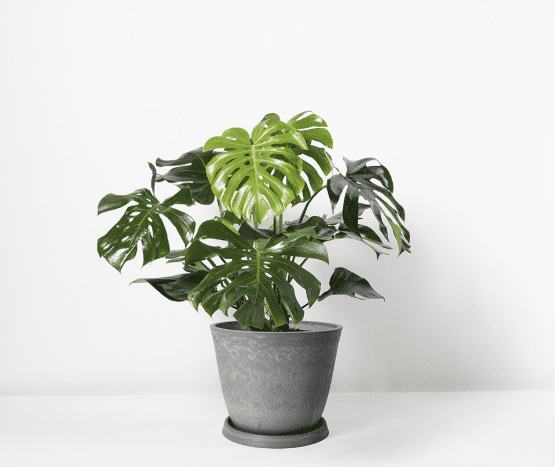 如何修剪龜背芋