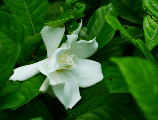 梔子花怎麼種植