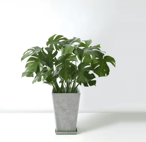 龜背芋怎麼種植