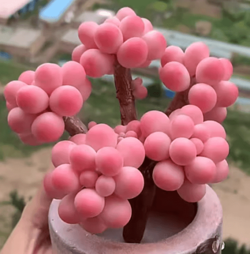 桃蛋照顧技巧和注意事項